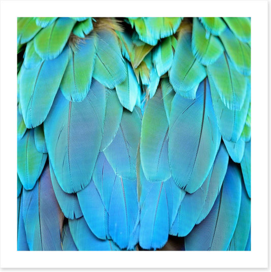 Harlequin macaw feathers