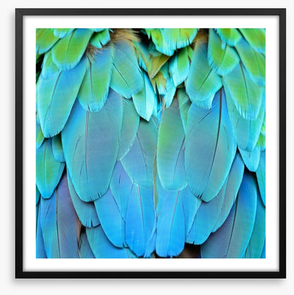 Harlequin macaw feathers