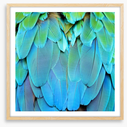Harlequin macaw feathers