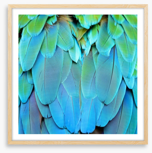 Harlequin macaw feathers