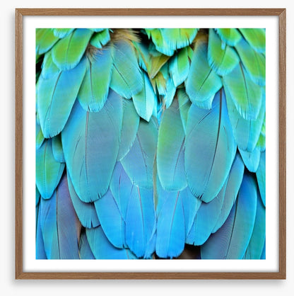 Harlequin macaw feathers