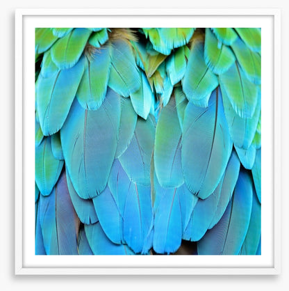 Harlequin macaw feathers