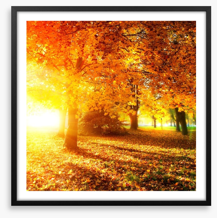 Autumn leaves in sunlight rays