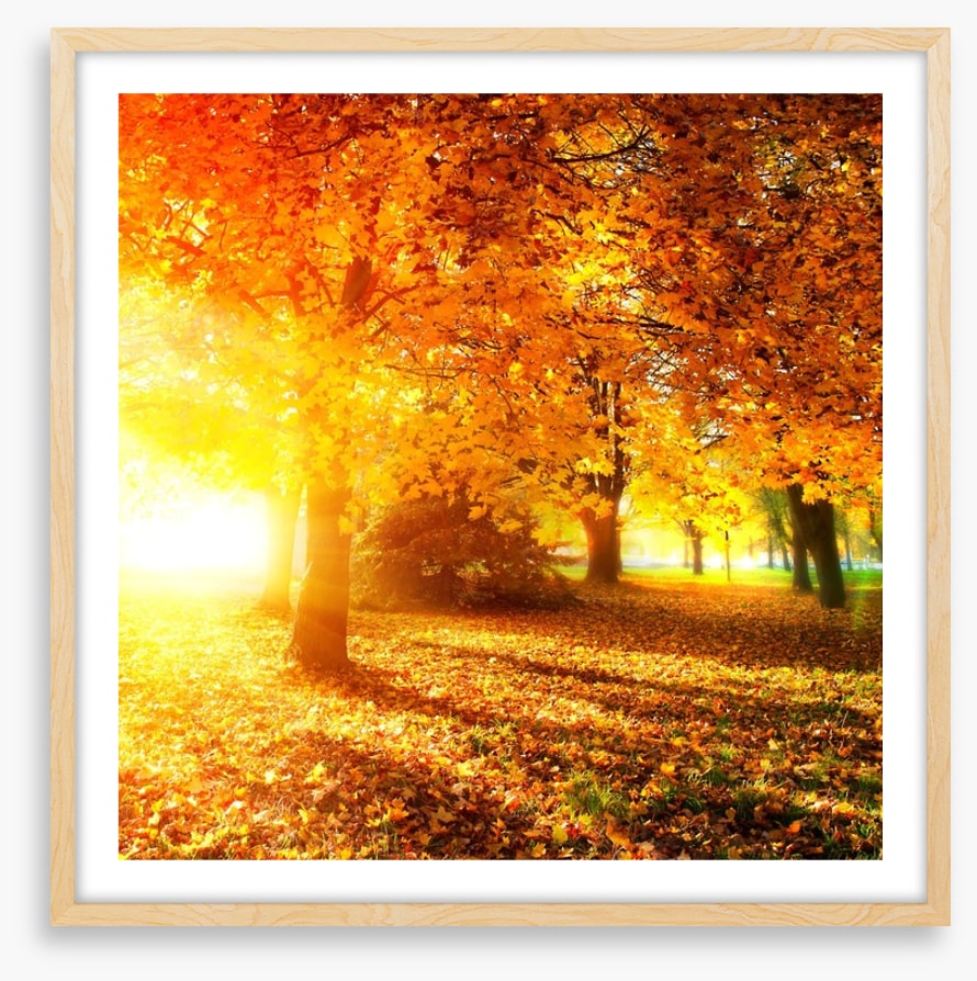 Autumn leaves in sunlight rays
