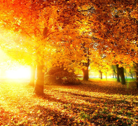 Autumn leaves in sunlight rays