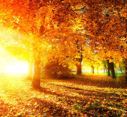 Autumn leaves in sunlight rays