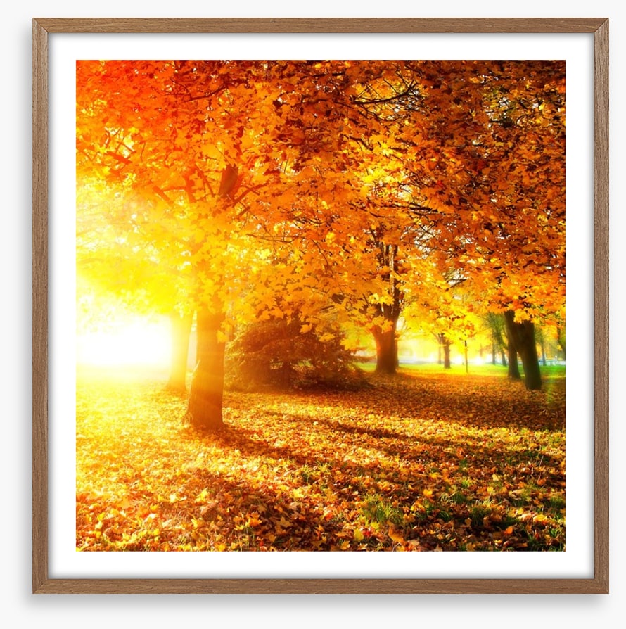 Autumn leaves in sunlight rays