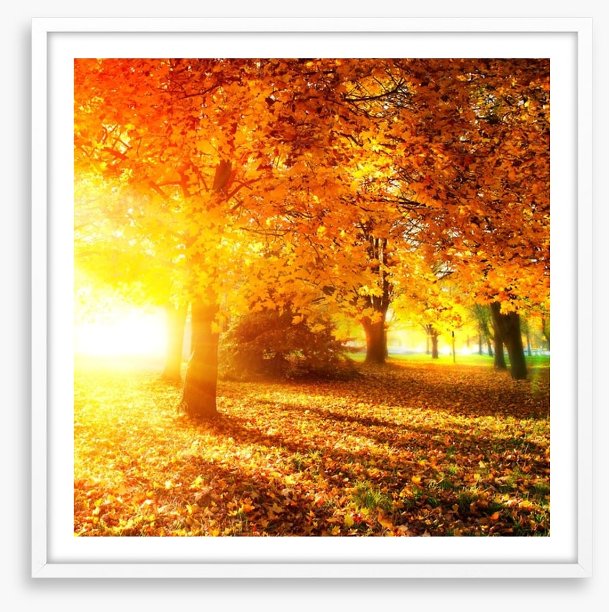 Autumn leaves in sunlight rays