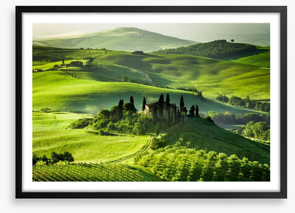 Olive groves and vineyards