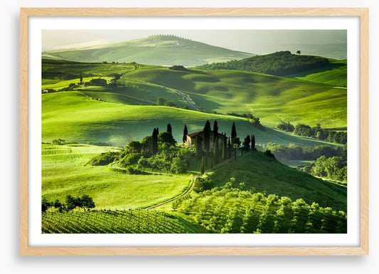 Olive groves and vineyards
