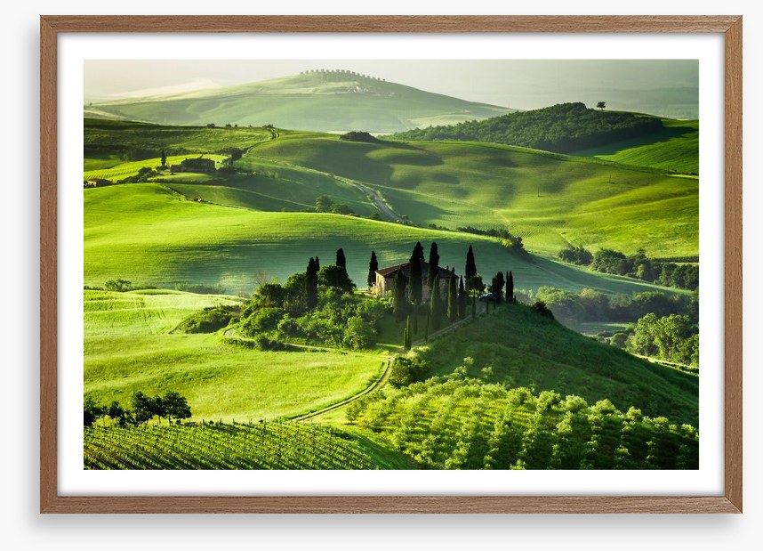 Olive groves and vineyards