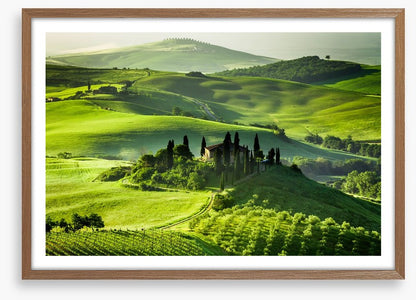 Olive groves and vineyards