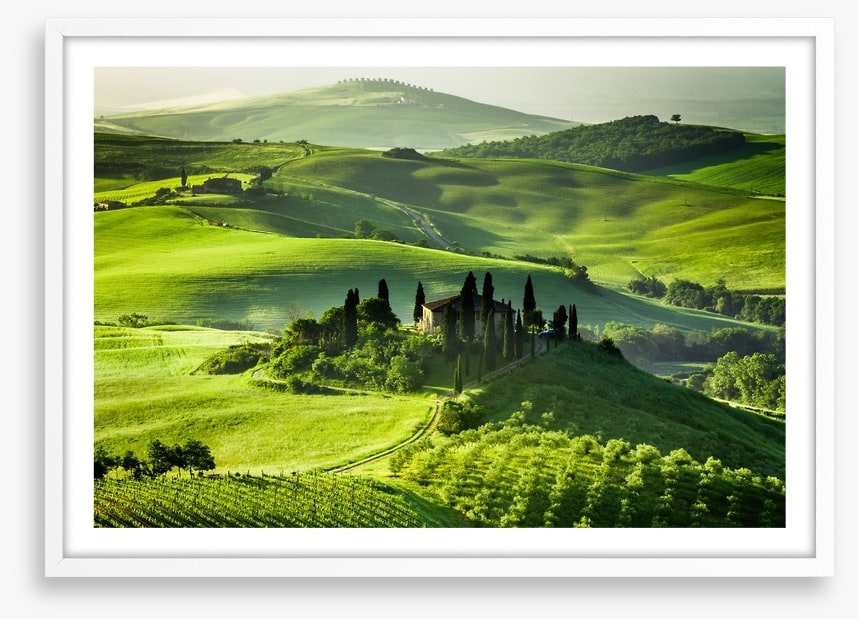 Olive groves and vineyards