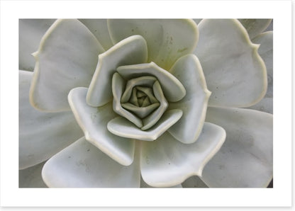 Succulent Aloe