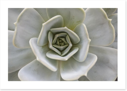 Succulent Aloe