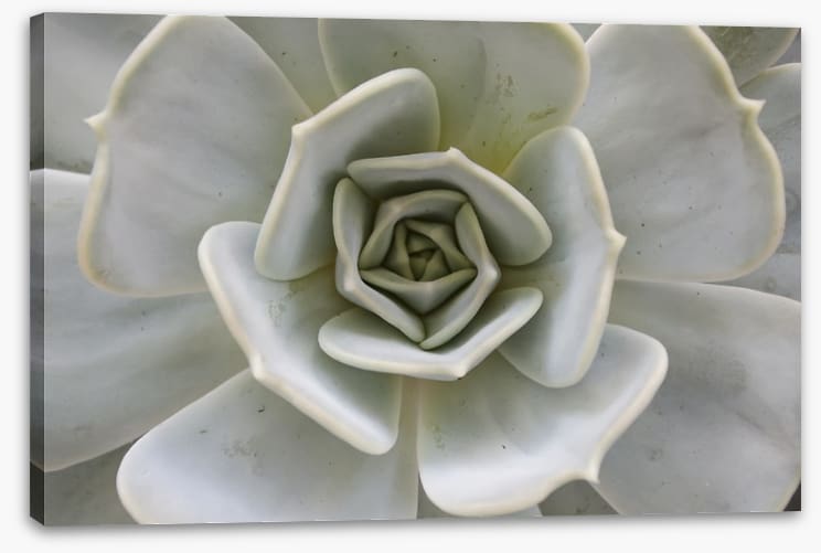Succulent Aloe
