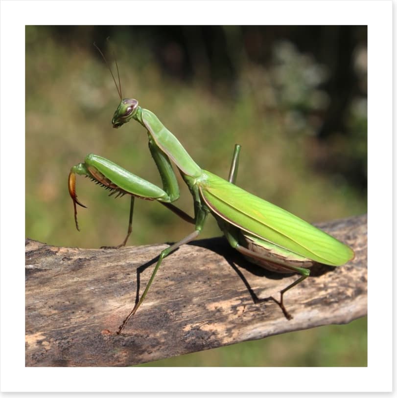 Insects