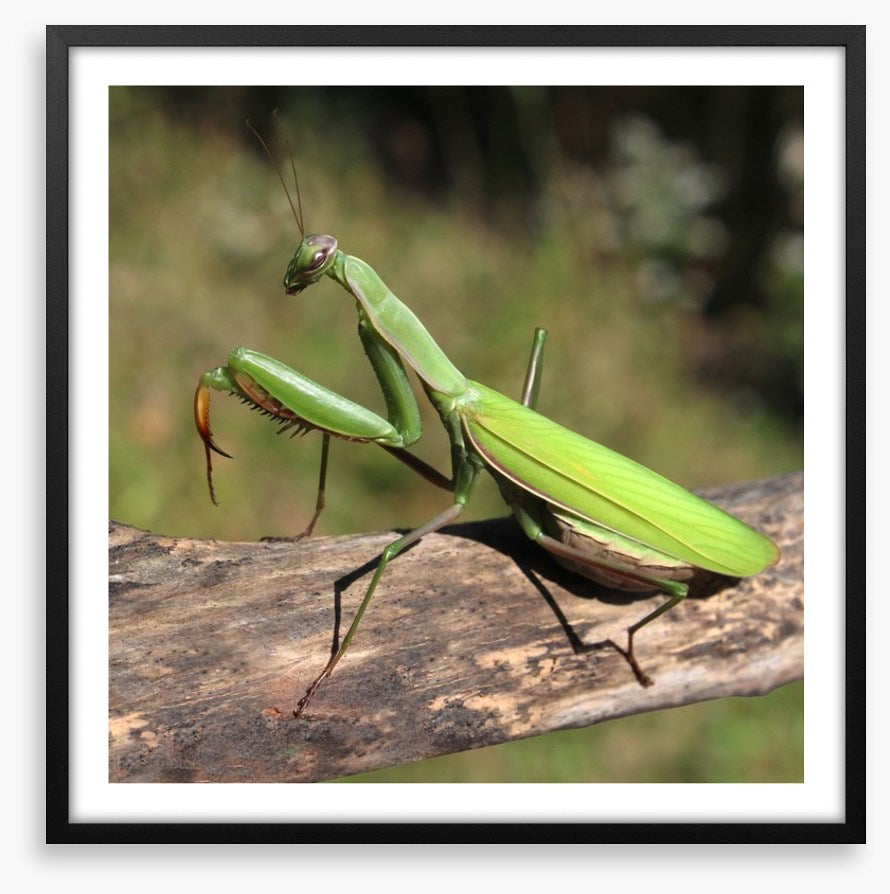Insects