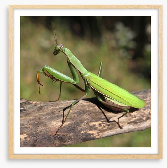 Insects