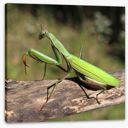 Insects