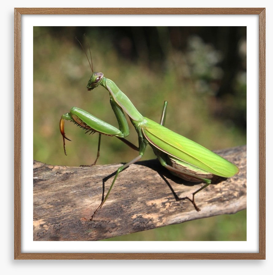 Insects