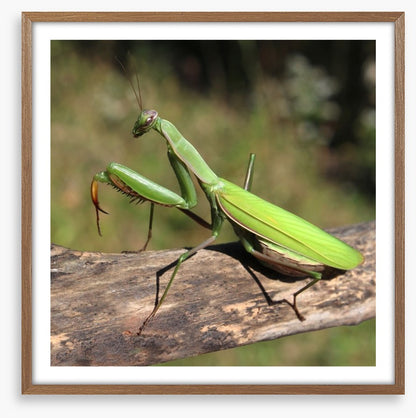 Insects