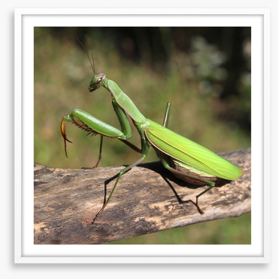 Insects