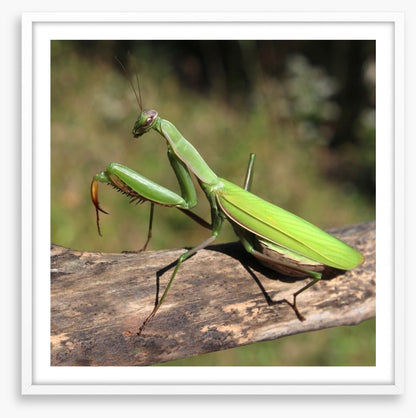 Insects