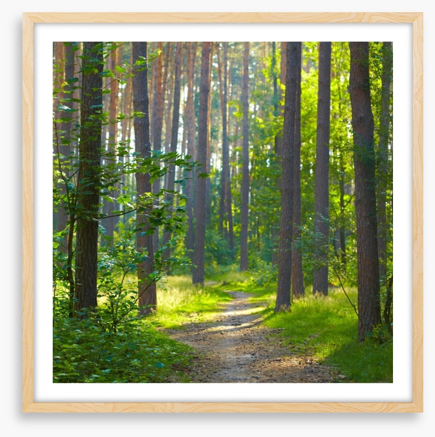 Spring forest sunlight