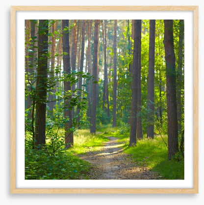 Spring forest sunlight