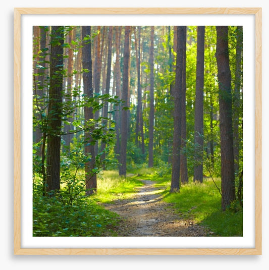 Spring forest sunlight
