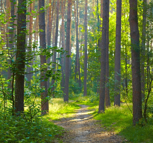 Spring forest sunlight