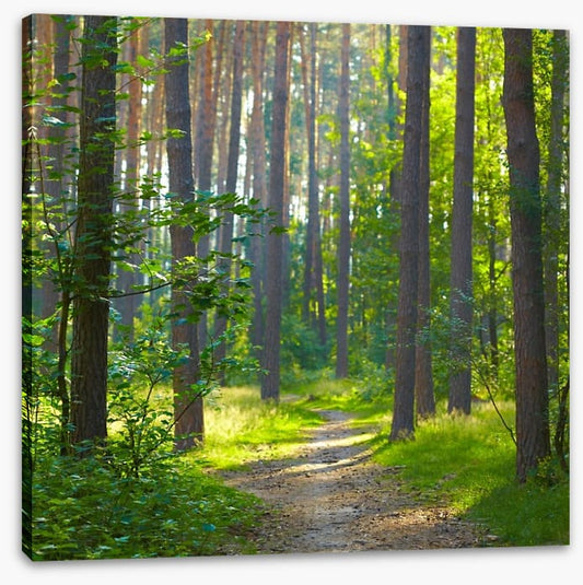 Spring forest sunlight