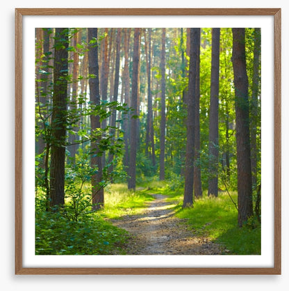 Spring forest sunlight
