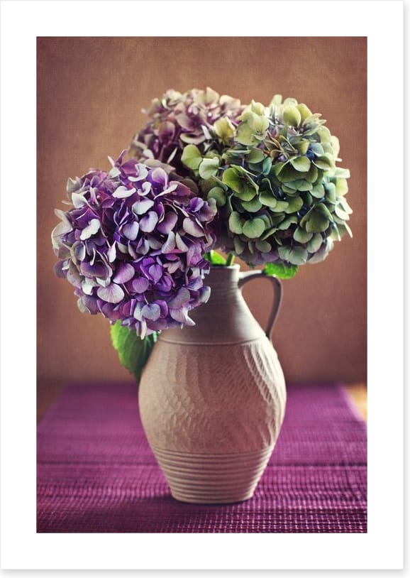 Hortensia bloom