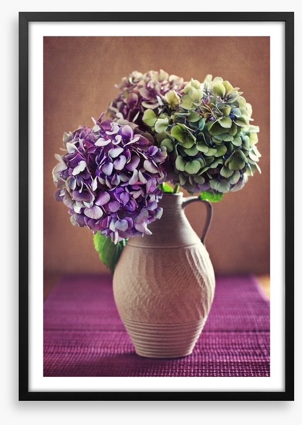 Hortensia bloom