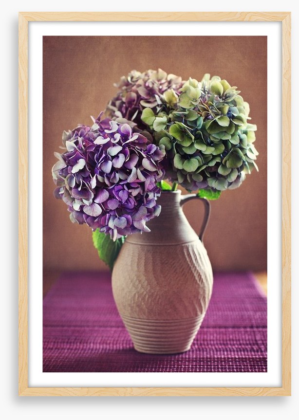 Hortensia bloom