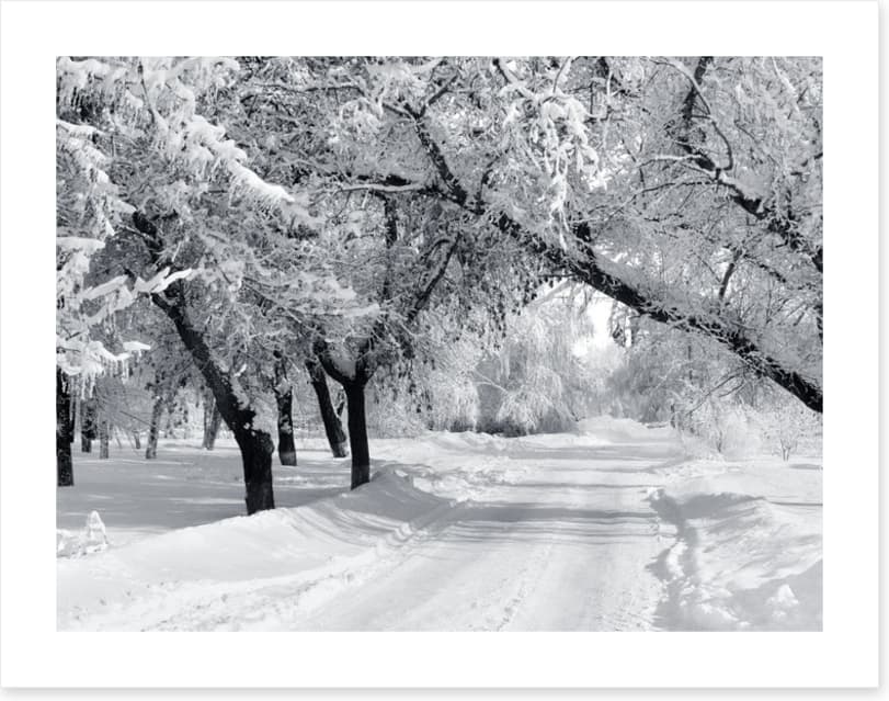 Winter wonderland