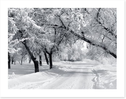 Winter wonderland