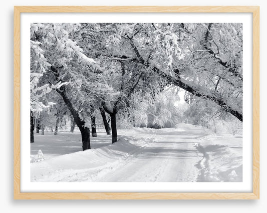 Winter wonderland