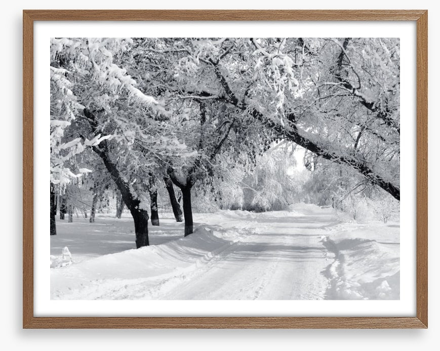 Winter wonderland