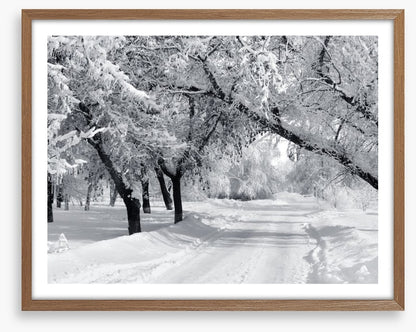 Winter wonderland