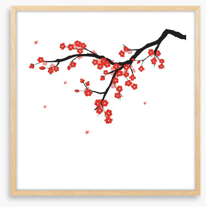 Plum blossoming