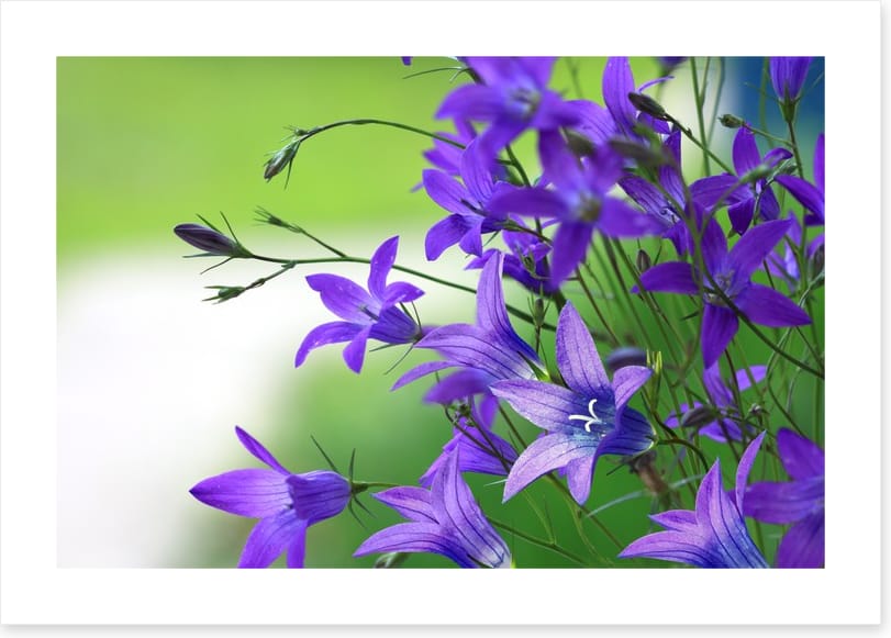 The bellflower bunch