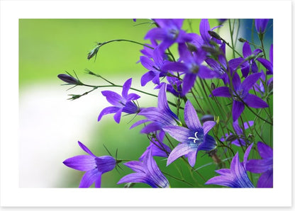 The bellflower bunch