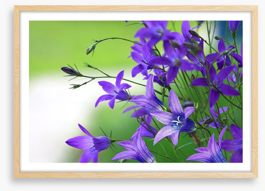 The bellflower bunch