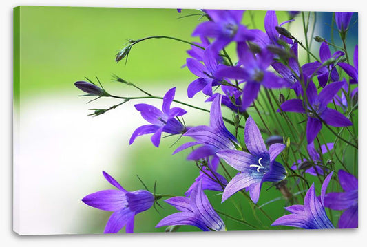 The bellflower bunch