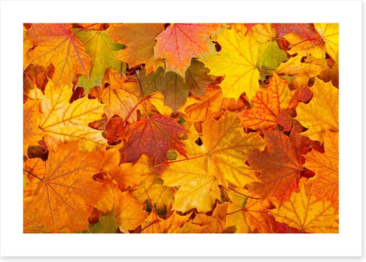 Autumn leaves