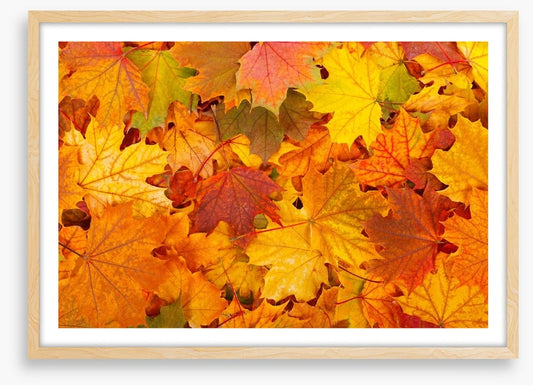 Autumn leaves