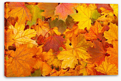 Autumn leaves